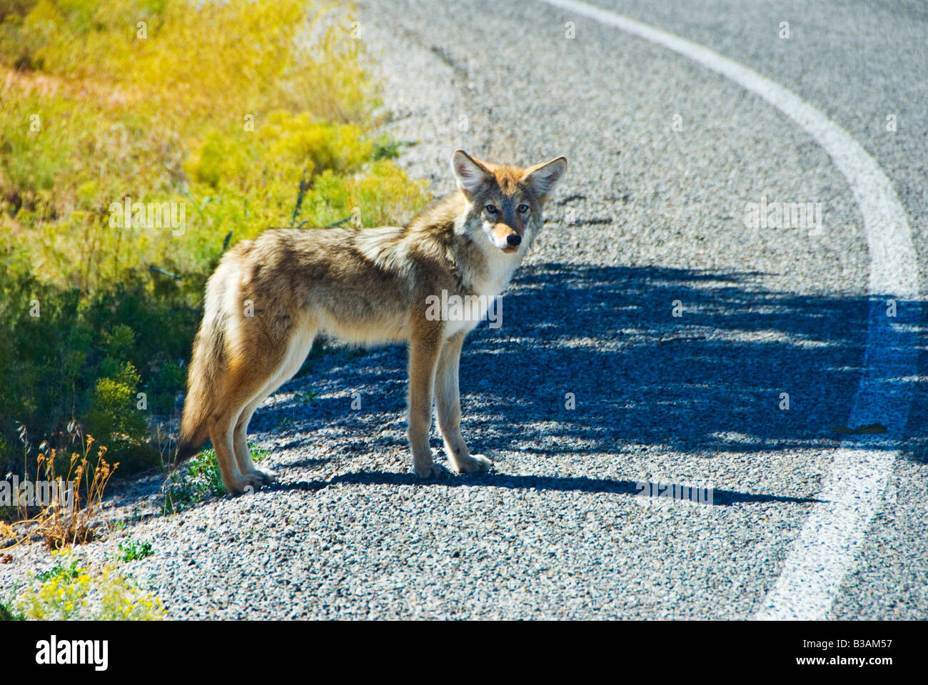 Canyonlands National Park Animal High Resolution Stock Photography and