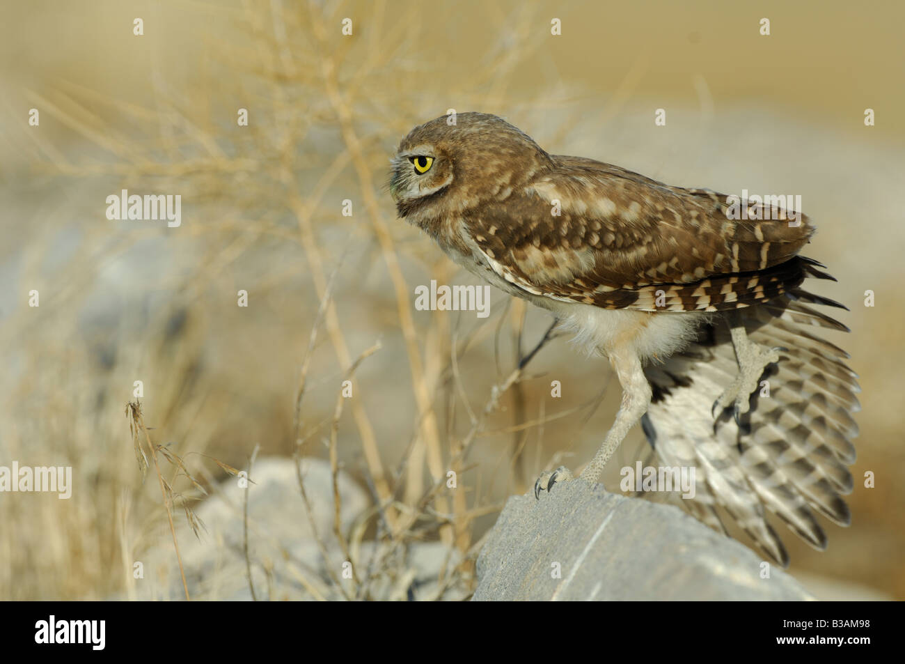Stock photo of a burrowing owl stretching his wing, Great Salt Lake