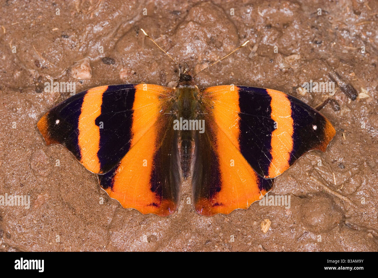 Orange Banner Temenis laothoe Gomez Farias Tamaulipas Mexico 10 November Adult Nymphalidae Stock Photo