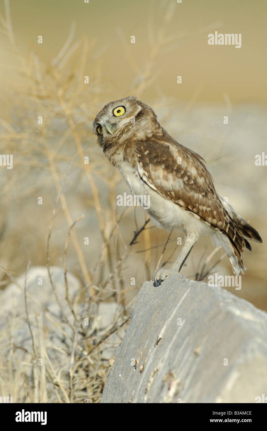 Stock photo of a juvenile burrowing owl turning his head, Great Salt