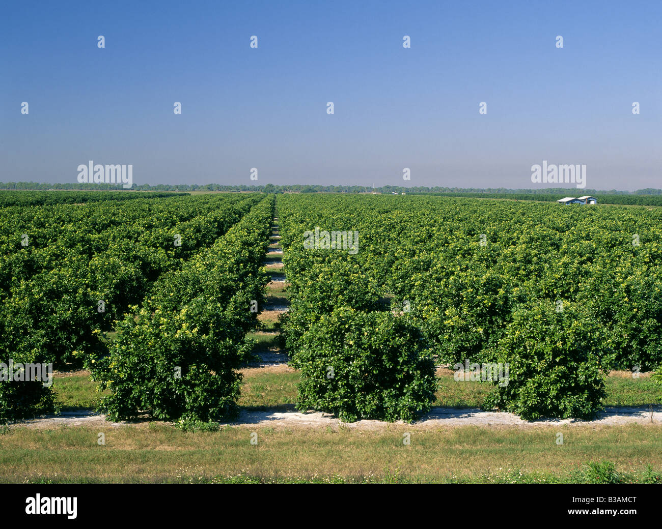 Mature growth valencia orange grove hires stock photography and images