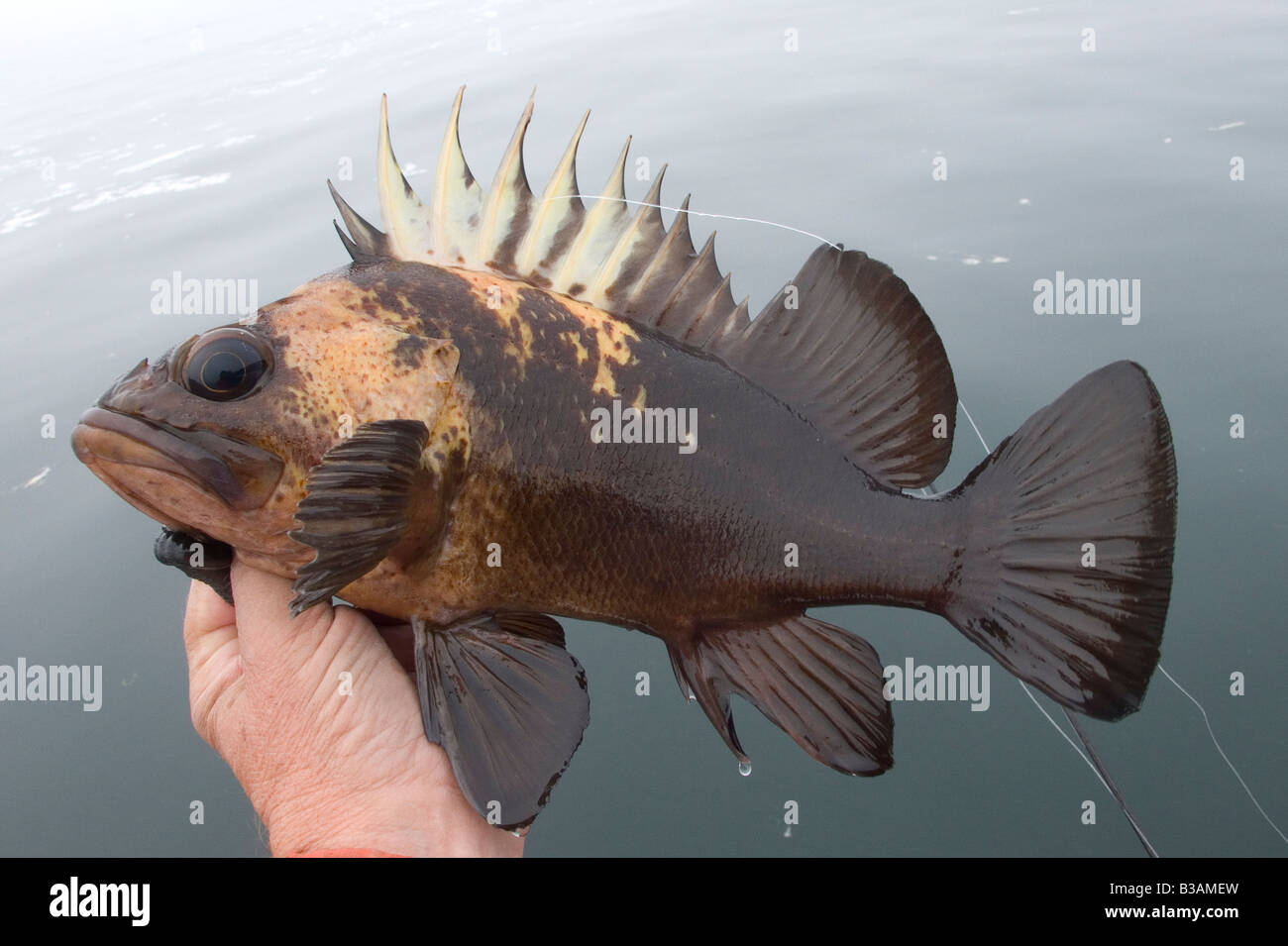 Quillback Rockfish,(Sebastes malinger Stock Photo - Alamy