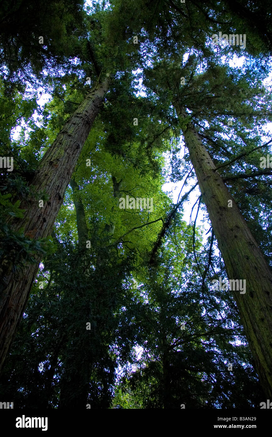Wide angle shot of a tree canopy Stock Photo
