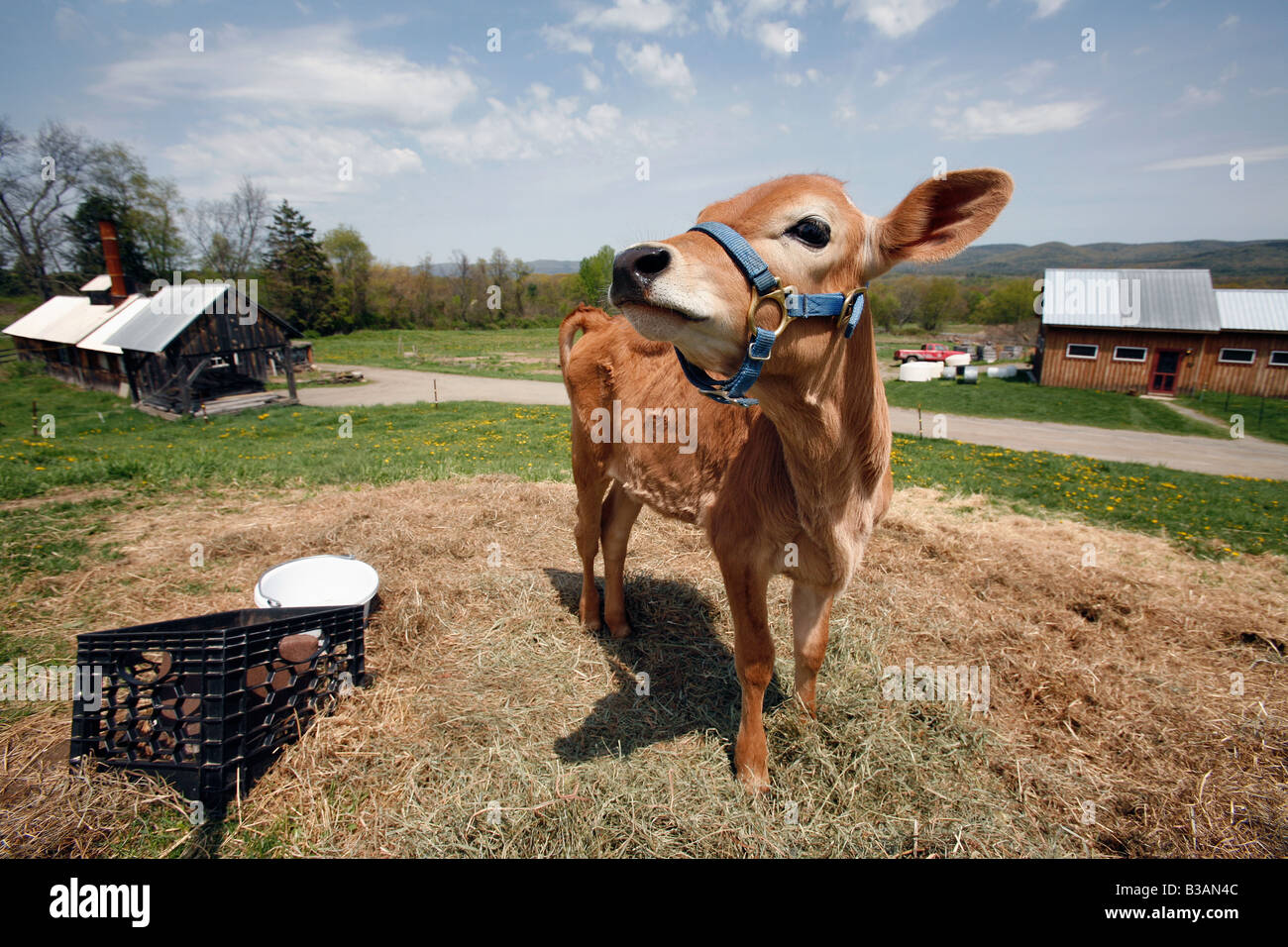 Calf dairy cow pasture farm western massachusetts Stock Photo