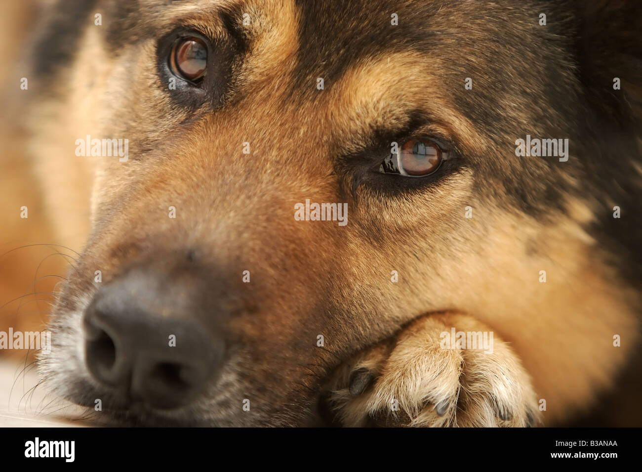A cute dog gives the puppy dog eyes to his master. Stock Photo