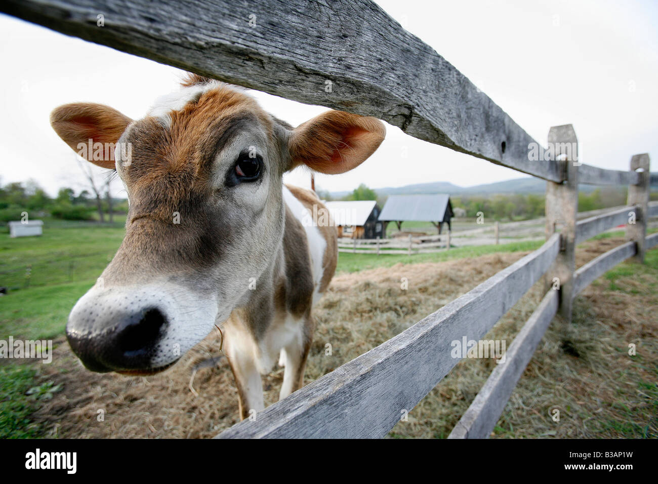 Dairy cow fence enclosure Stock Photo