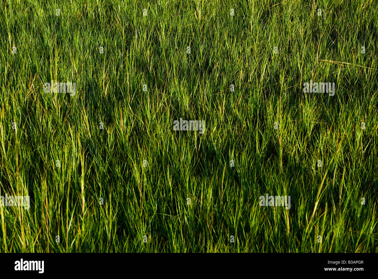 Salt marsh grass. Stock Photo