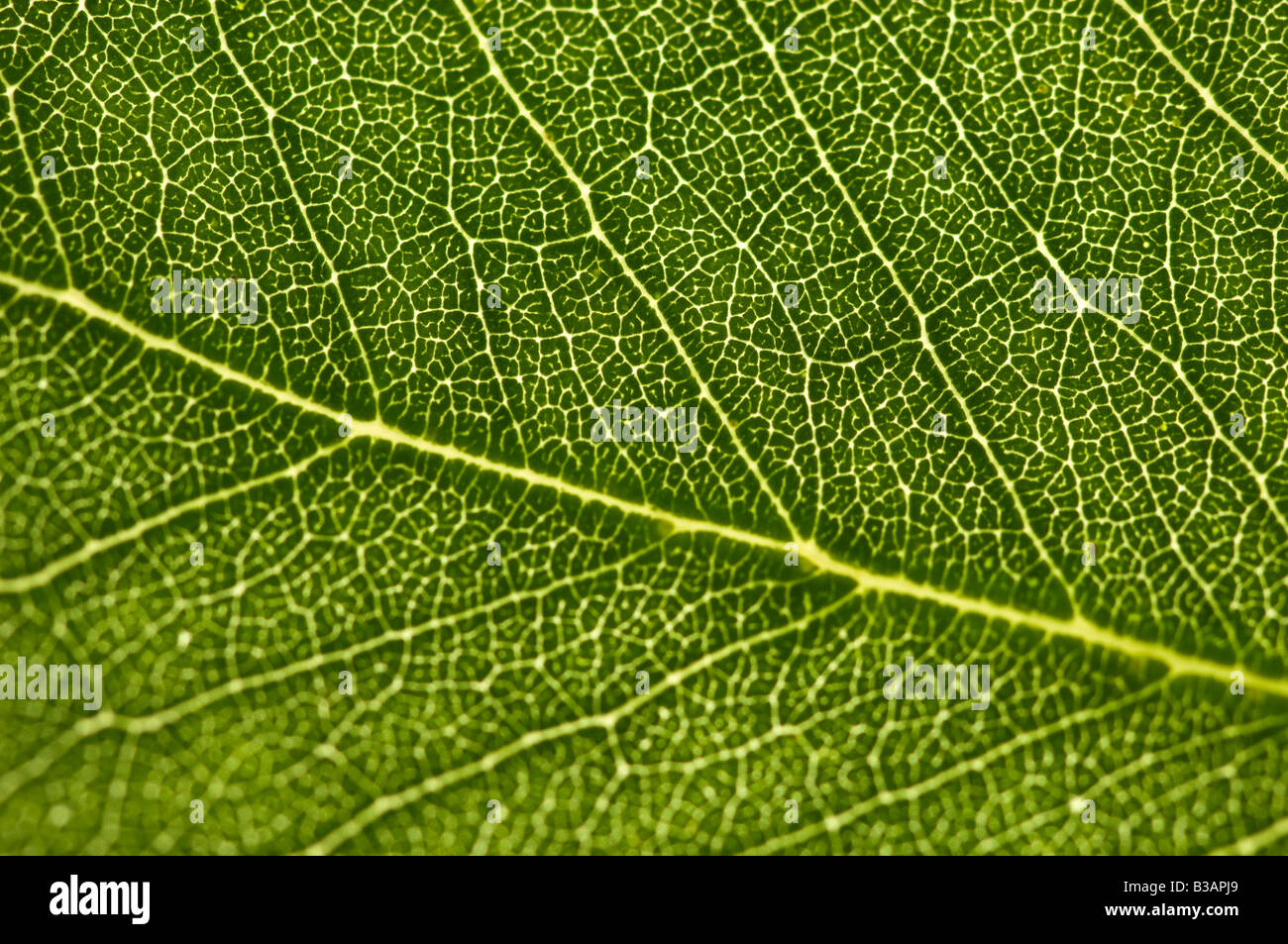 leaf close up showing veins Stock Photo - Alamy