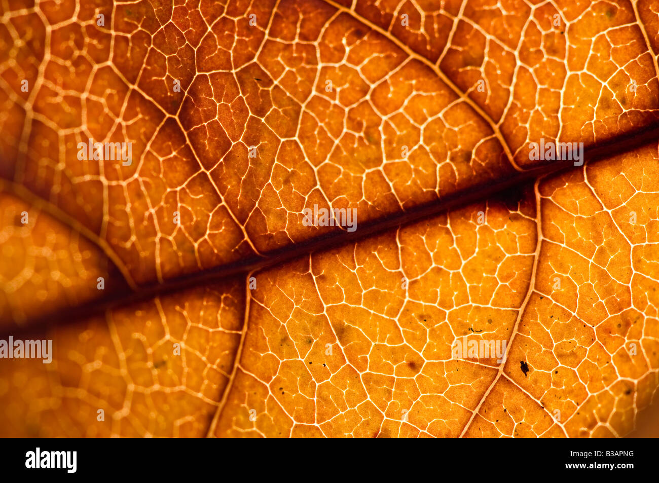 leaf close up showing veins Stock Photo - Alamy