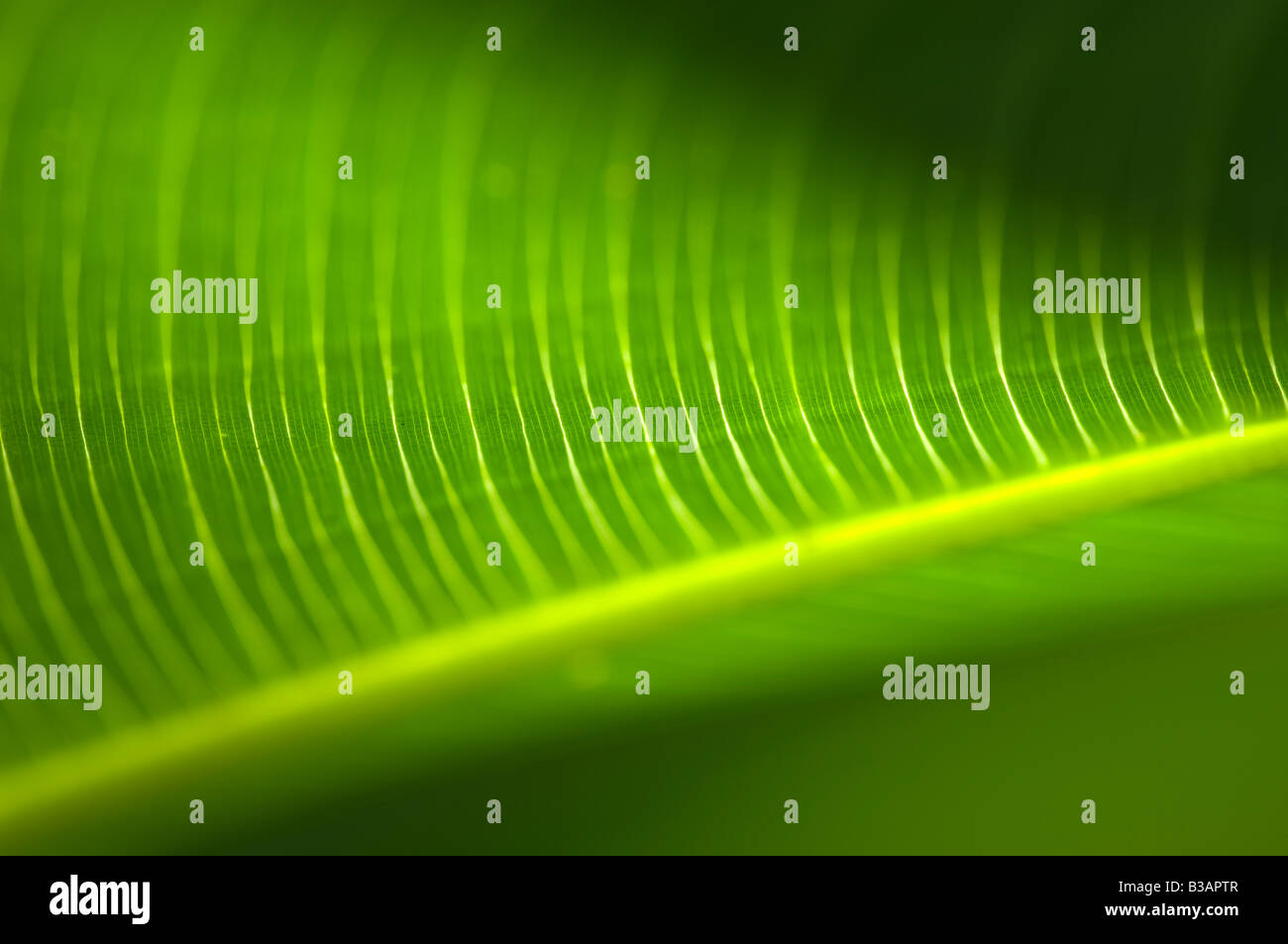 leaf close up showing veins Stock Photo - Alamy