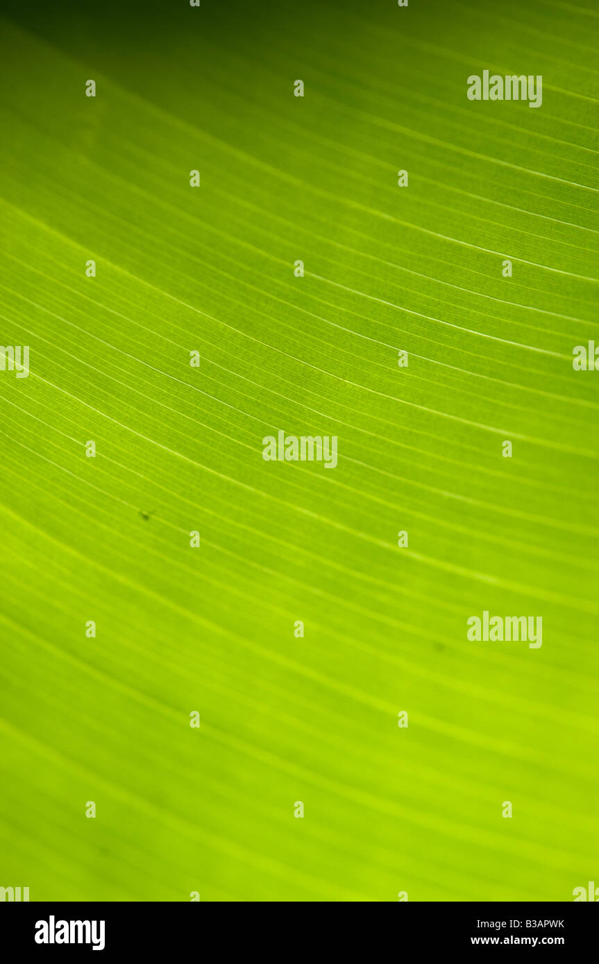 leaf close up showing veins Stock Photo - Alamy