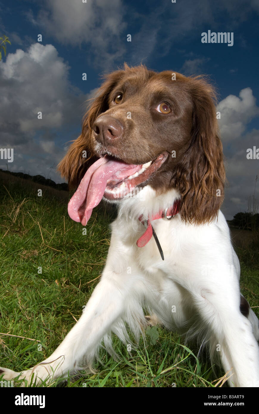Gun Dog, Springer Spaniel Photographed in a grass field, with flash light red collar. Stock Photo