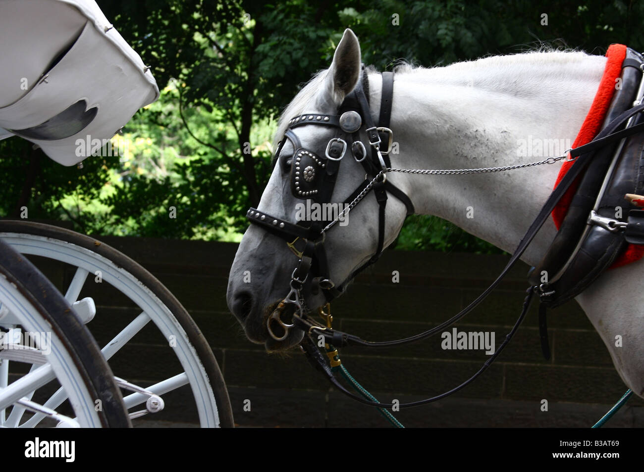 White Horse Carriage Stock Photo