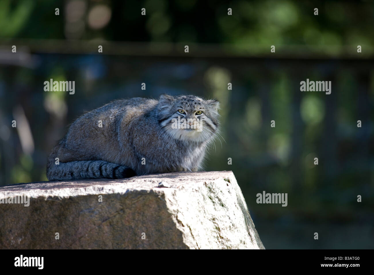 Pallas Cat (Otocolobus manul) Stock Photo