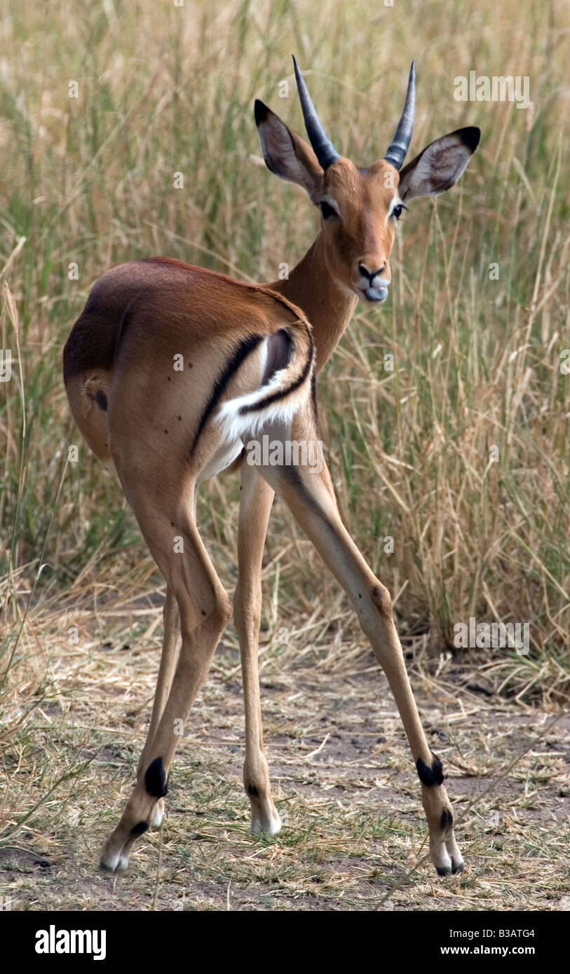 Thomsons red fronted gazelle hi-res stock photography and images - Alamy