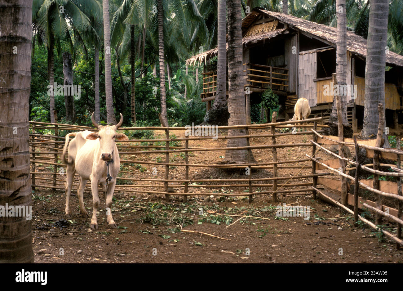 farm yard camiguin philippines Stock Photo - Alamy