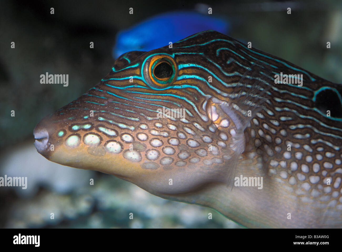 Spotted Toby Canthigaster solandri, Tetraodontidae Stock Photo