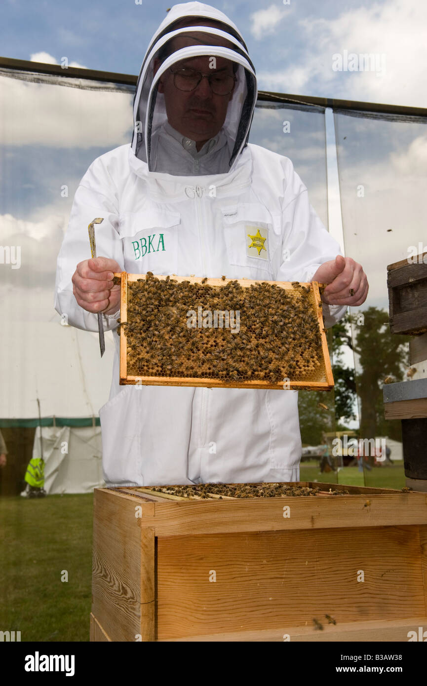 beekeepers inspecting Honey Bee Apis mellifera hive Warwickshire Stock Photo