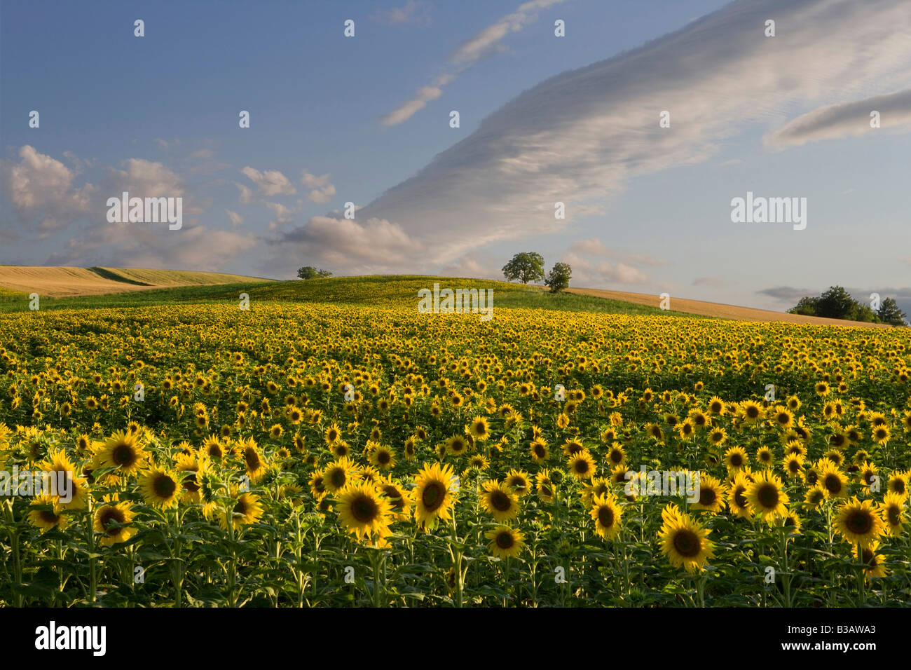 sunflower field , auvergne , France Stock Photo Alamy