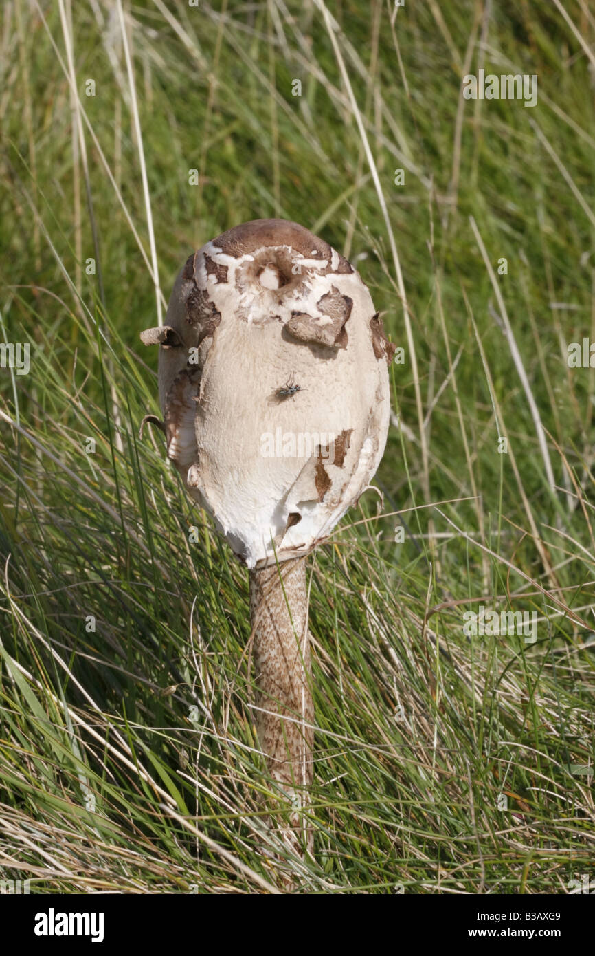 Young shaggy parasol, macrolepiota procera Stock Photo