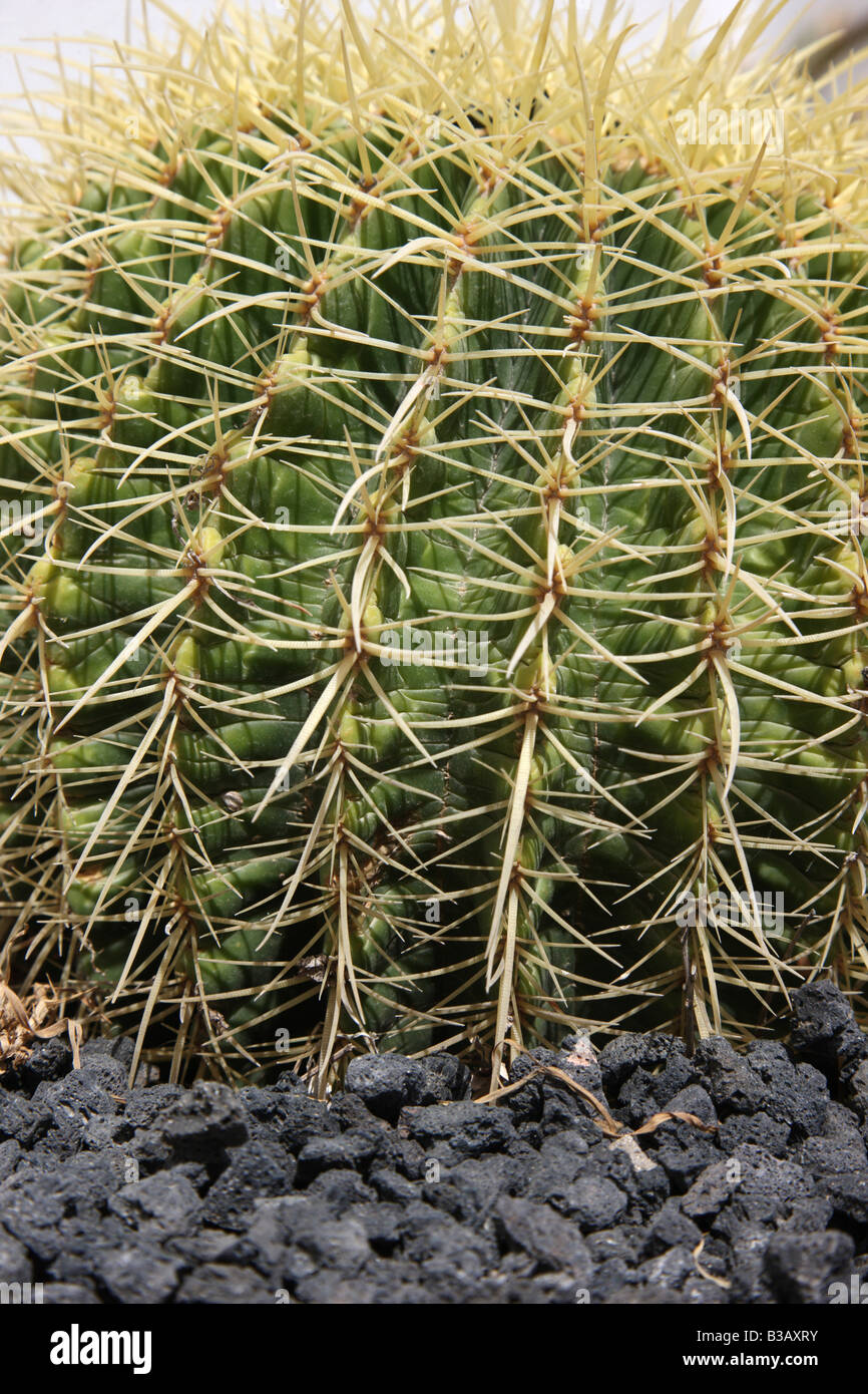 ESP Spain Canary Islands Fuerteventura cactus Stock Photo