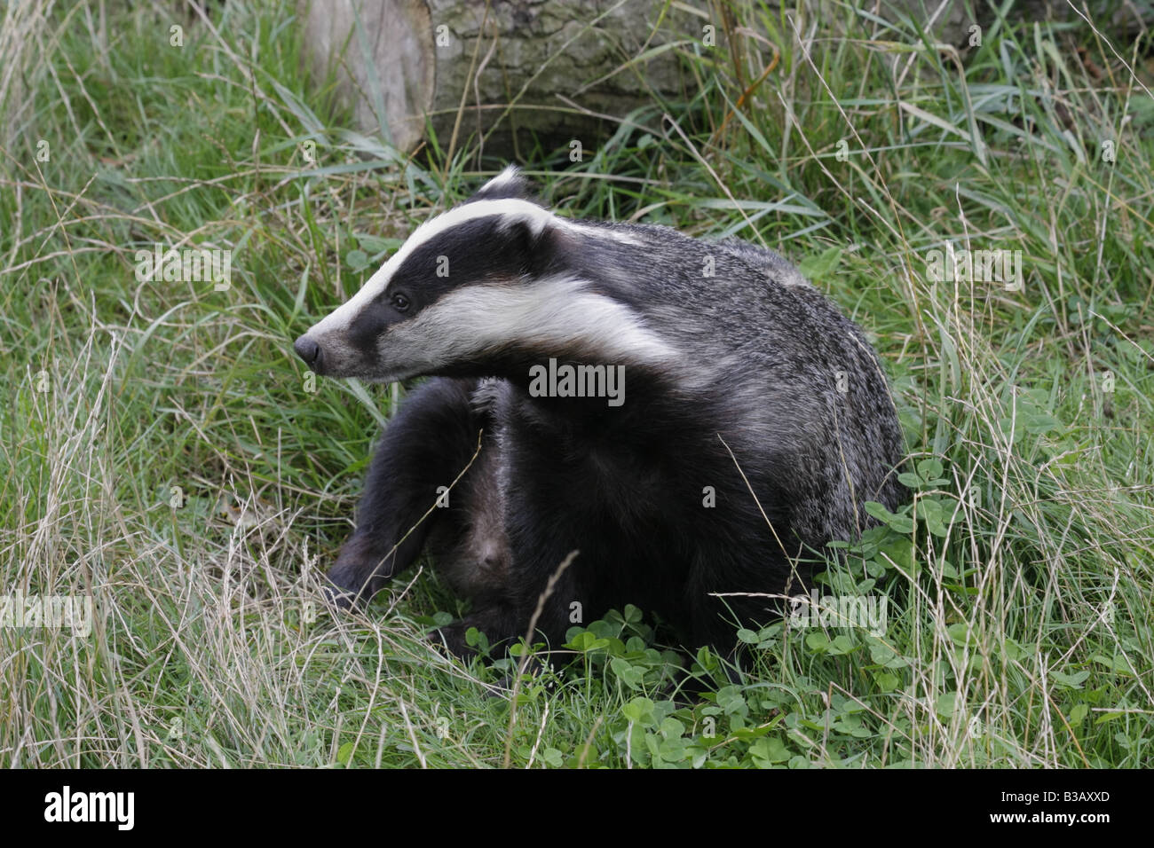 Eurasian badger, meles meles Stock Photo
