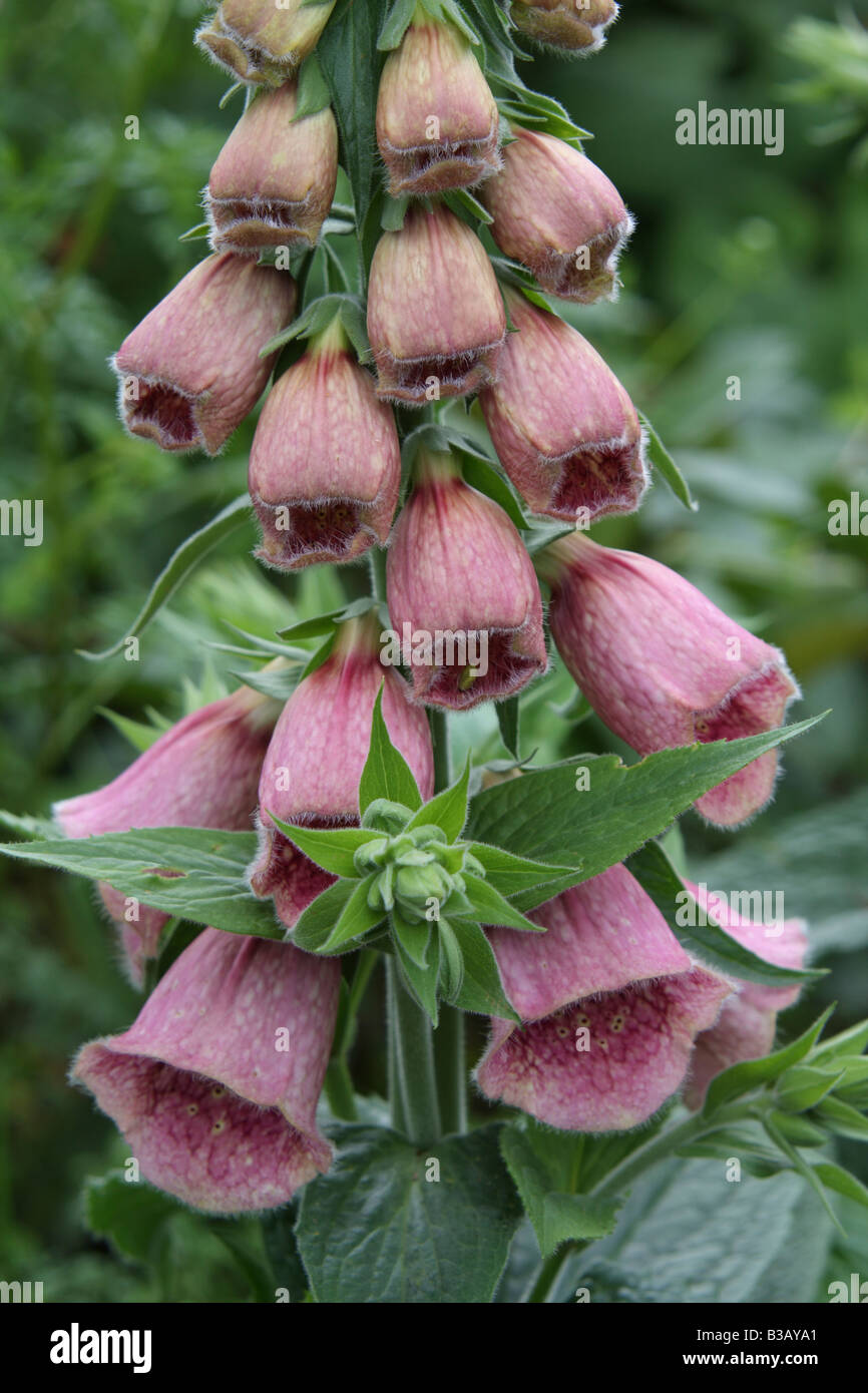 Digitalis x mertonensis Summer King Stock Photo Alamy