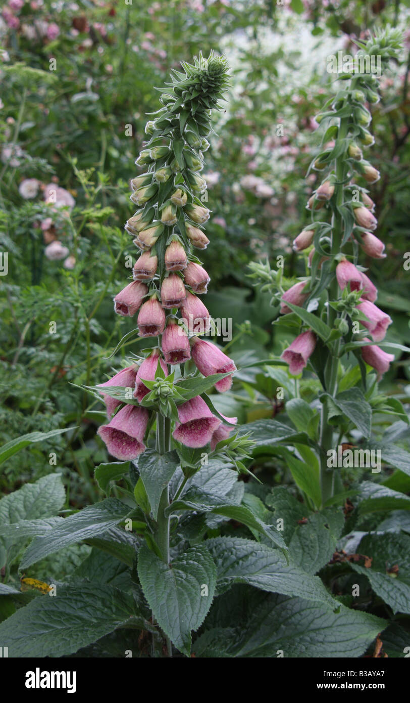 Digitalis x mertonensis Summer King Stock Photo Alamy