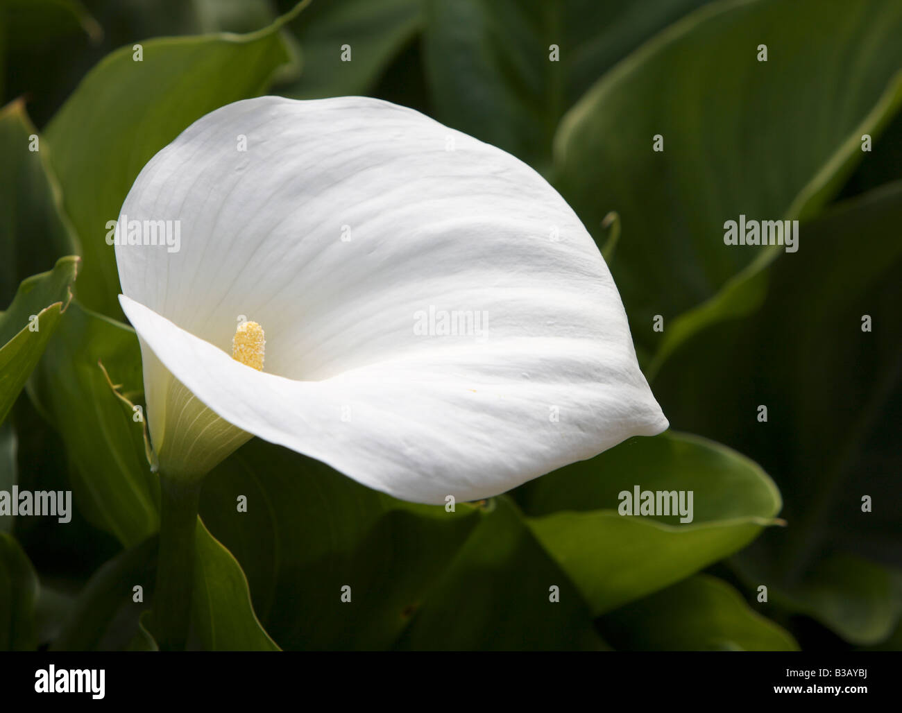 Zantedeschia aethiopica Crowborough, Arum lily Stock Photo