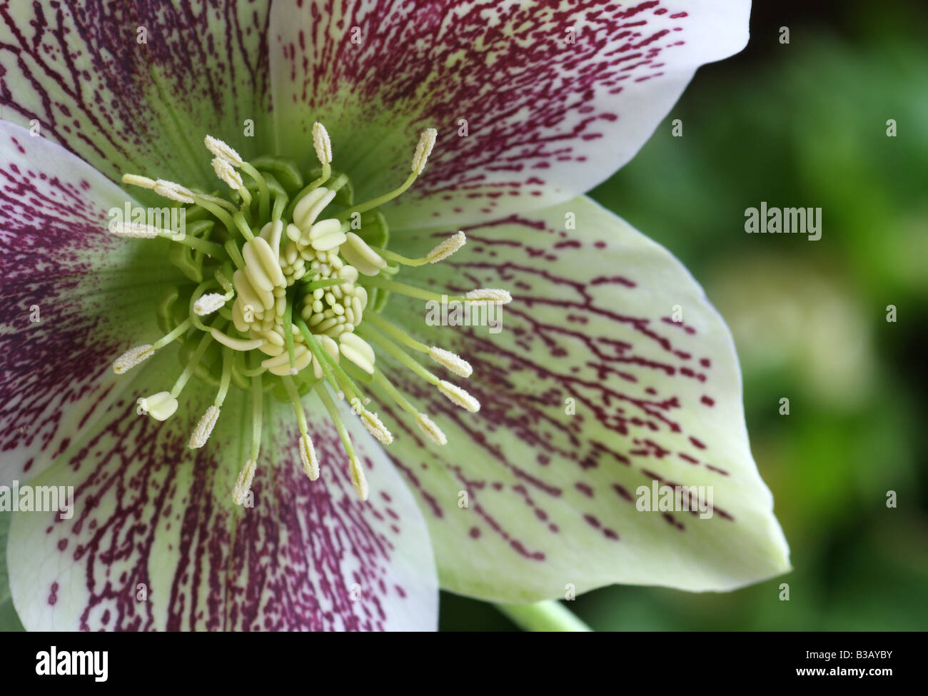 Hellebore, Helleborus orientalis Stock Photo