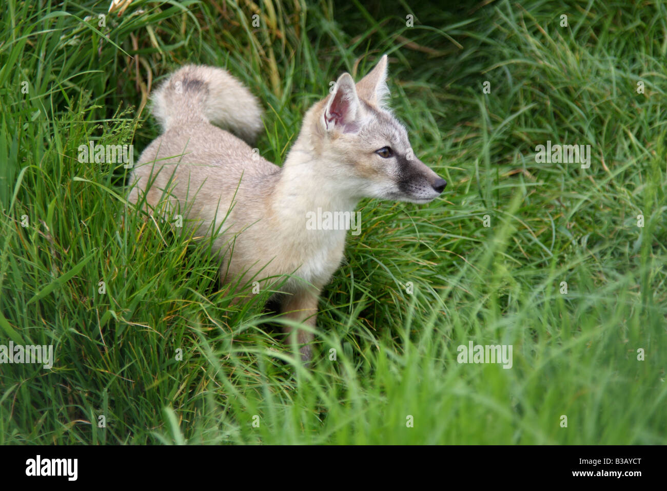 Young Corsac fox, Vulpes corsac Stock Photo