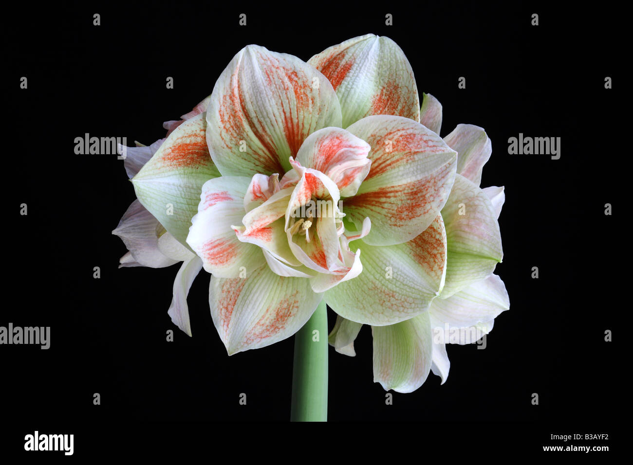 Amaryllis or Hippeastrum Nymph Stock Photo - Alamy