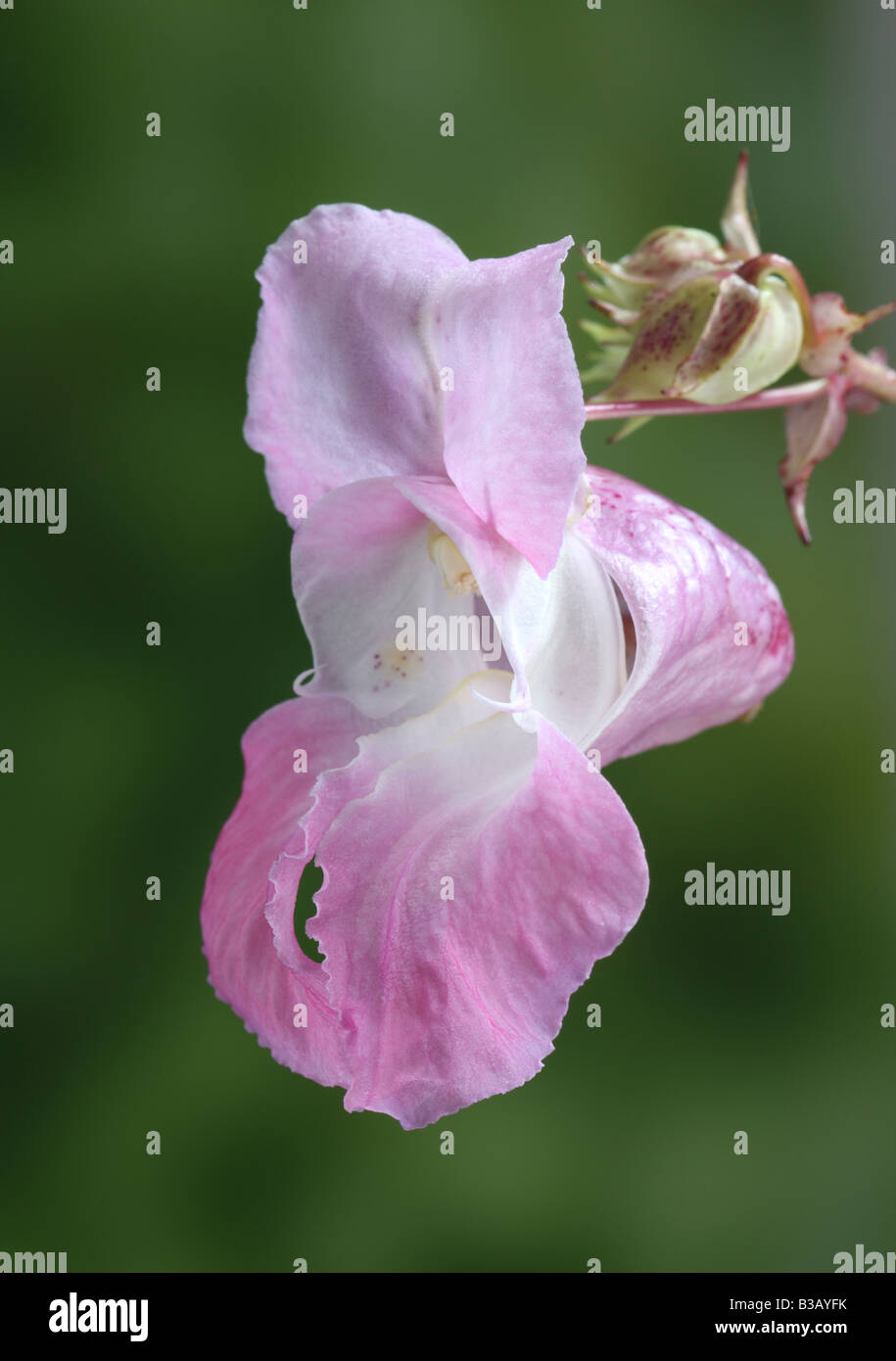 Himalayan or Indian balsam, Impatiens glandulifera, closeup of flower Stock Photo