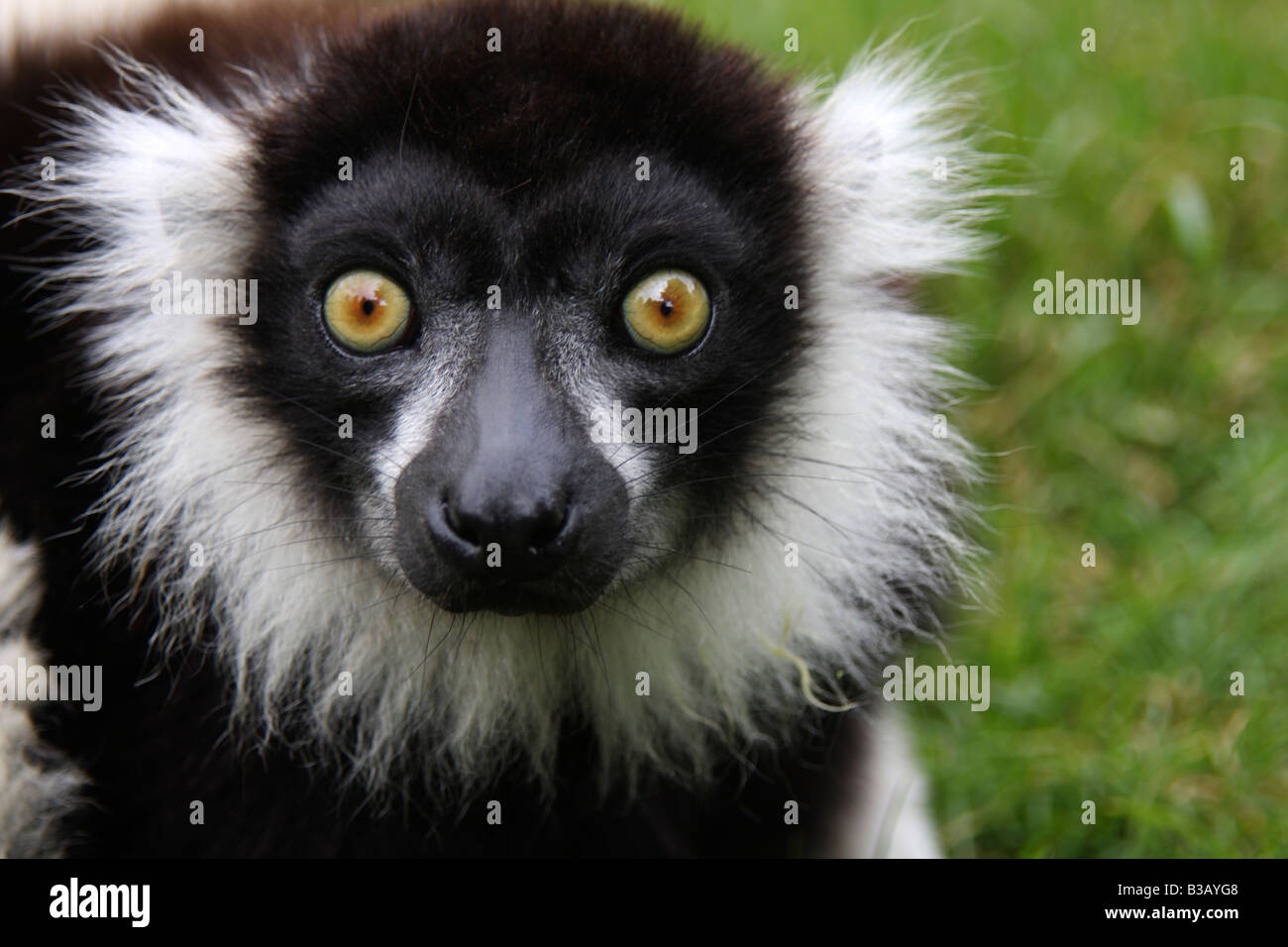 Black and white ruffed lemur, Varecia variegata variegata Stock Photo
