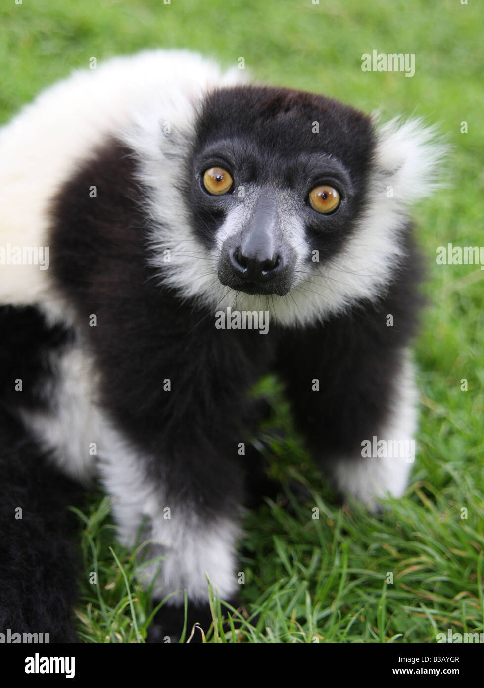 Black and white ruffed lemur, Varecia variegata variegata Stock Photo