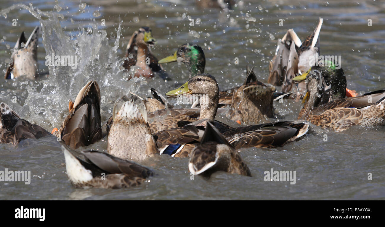 Feeding time for the ducks Stock Photo