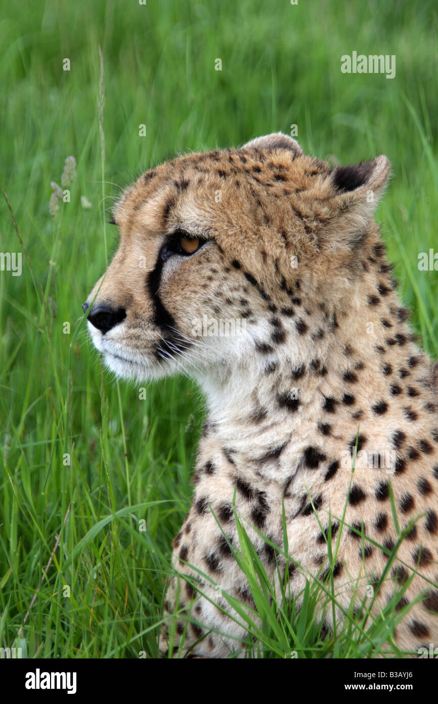 Cheetah, Acinonyx jubatus Stock Photo Alamy