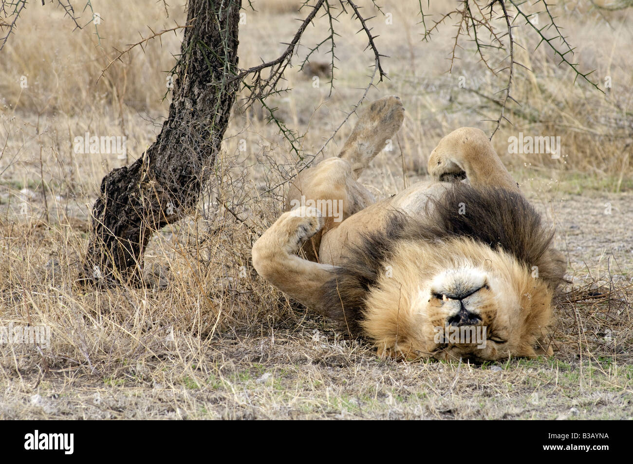 How Many Hours Does Lion Sleep Where Does The Lion Sleep