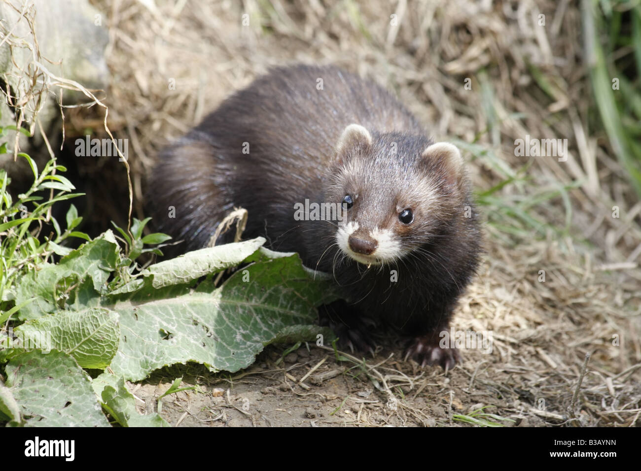 Polecat, mustela putorius Stock Photo - Alamy