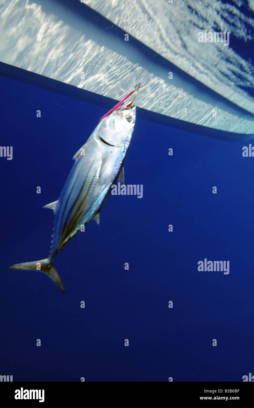 Fisherman pulls skipjack tuna hooked in fishing line Katsuwonus pelamis Kailua Kona Hawaii Stock