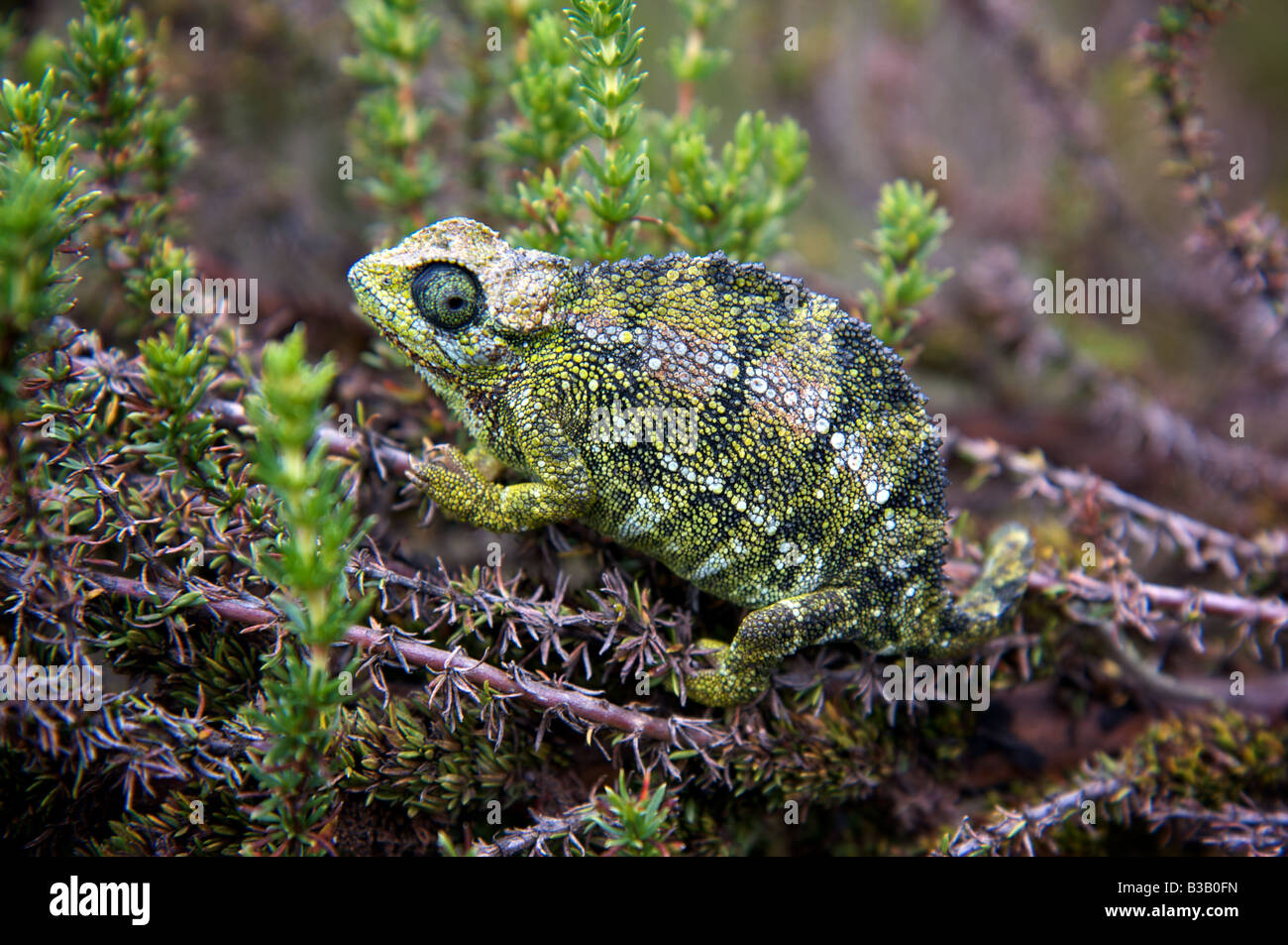 Chameleon hiding in undergrowth Stock Photo