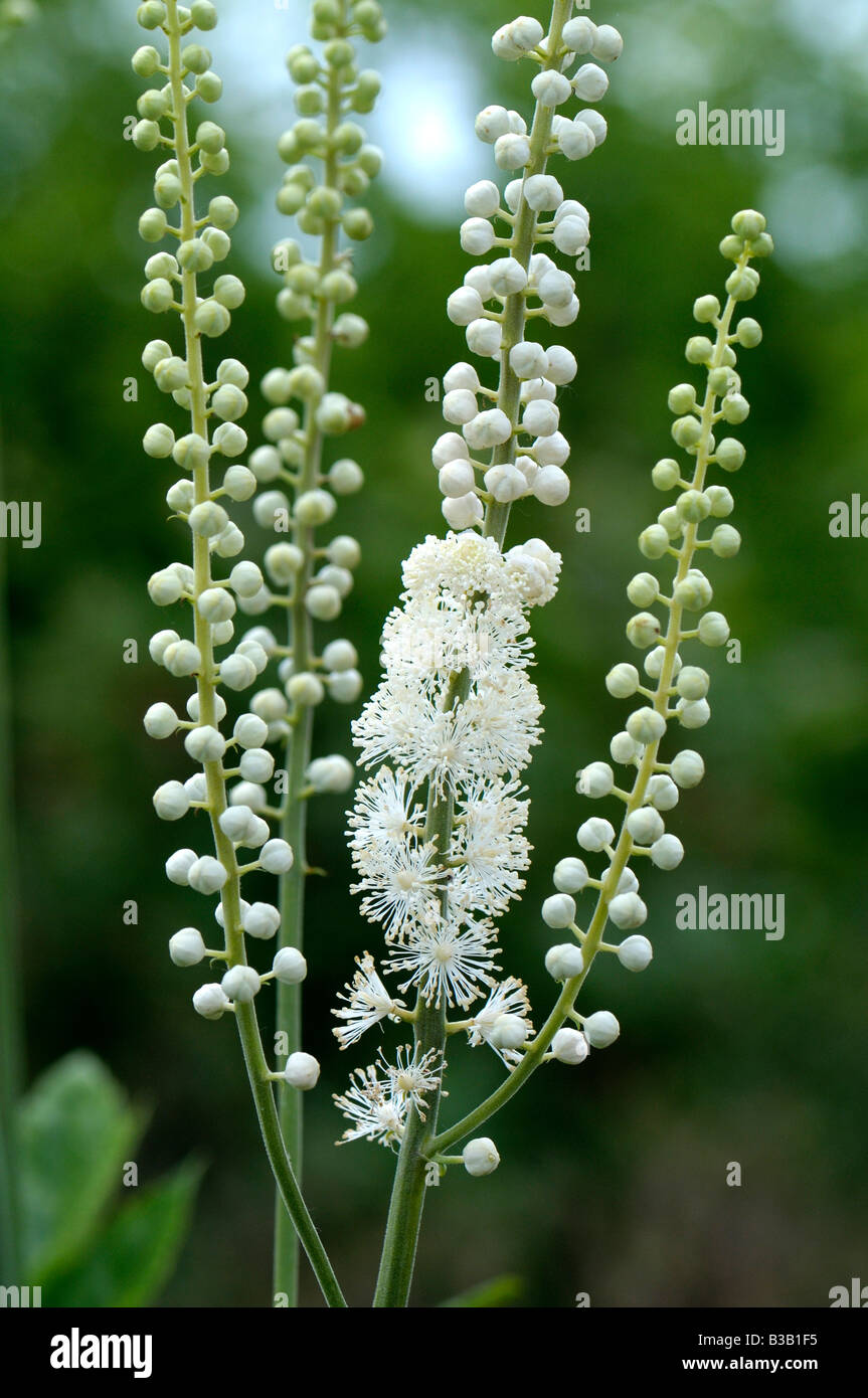 Black Cohosh Squaw Root Black Snakeroot Cimicifuga Racemosa Black cohosh squaw root black snakeroot cimicifuga racemosa