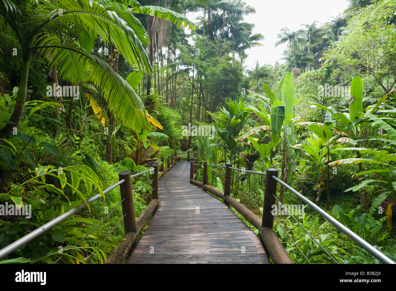Boardwalk through Hawaii Tropical Botanical Gardens Near Hilo Big