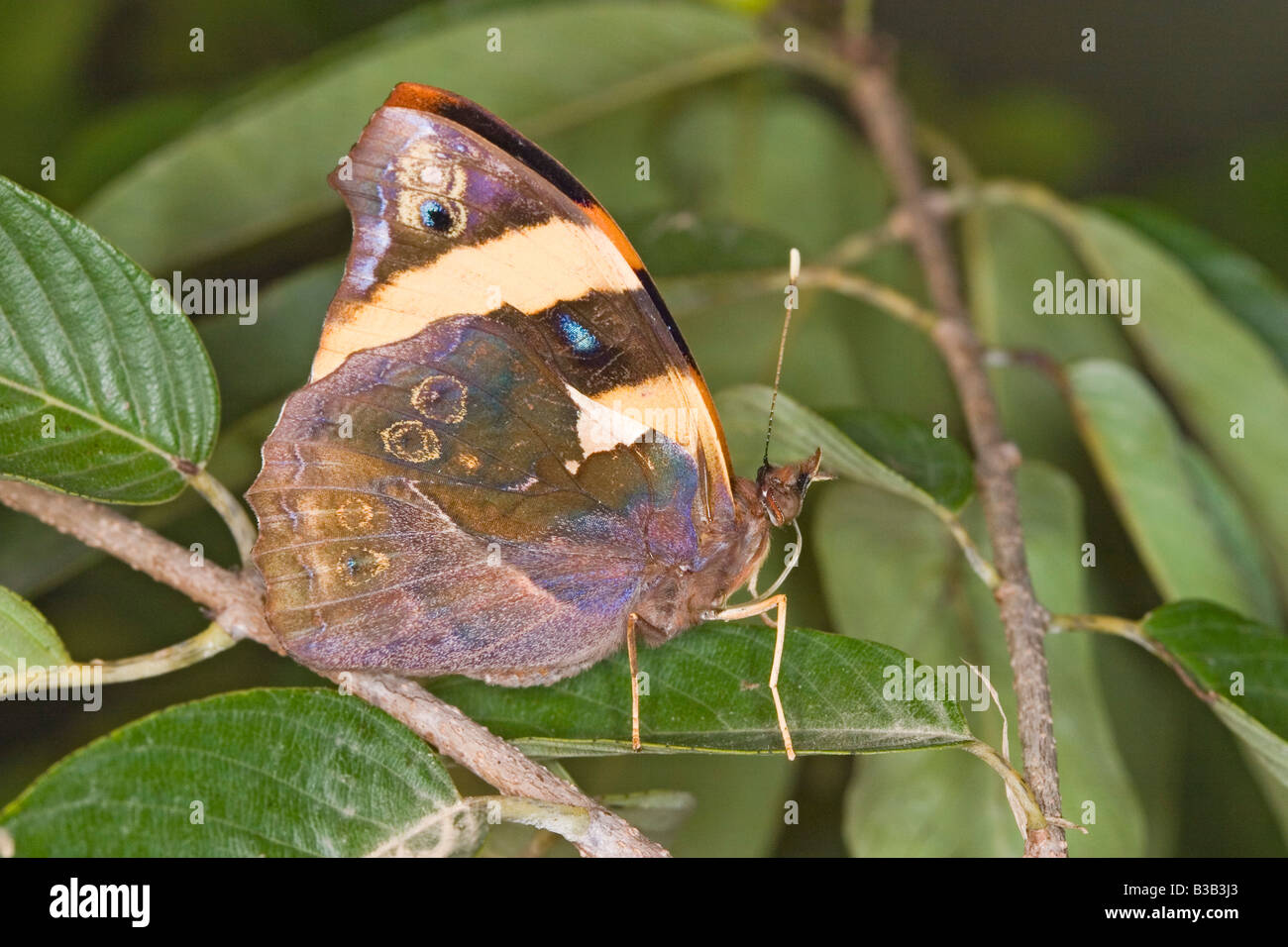 Orange Banner Temenis laothoe Gomez Farias Tamaulipas Mexico 10 November Adult Nymphalidae Stock Photo