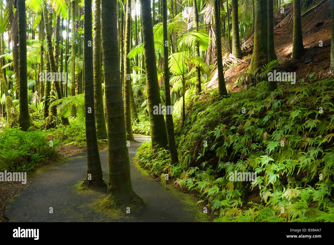 Palm Tree Grove in Hawaii Tropical Botanical Gardens Near Hilo Big