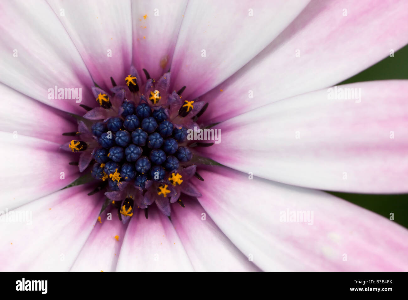 A beautiful pink osteospernum flower photographed at life size. Stock Photo