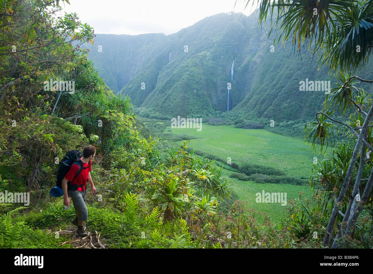 Hiker approaching Waimanu Valley Kohala Forest Reserve Big Island