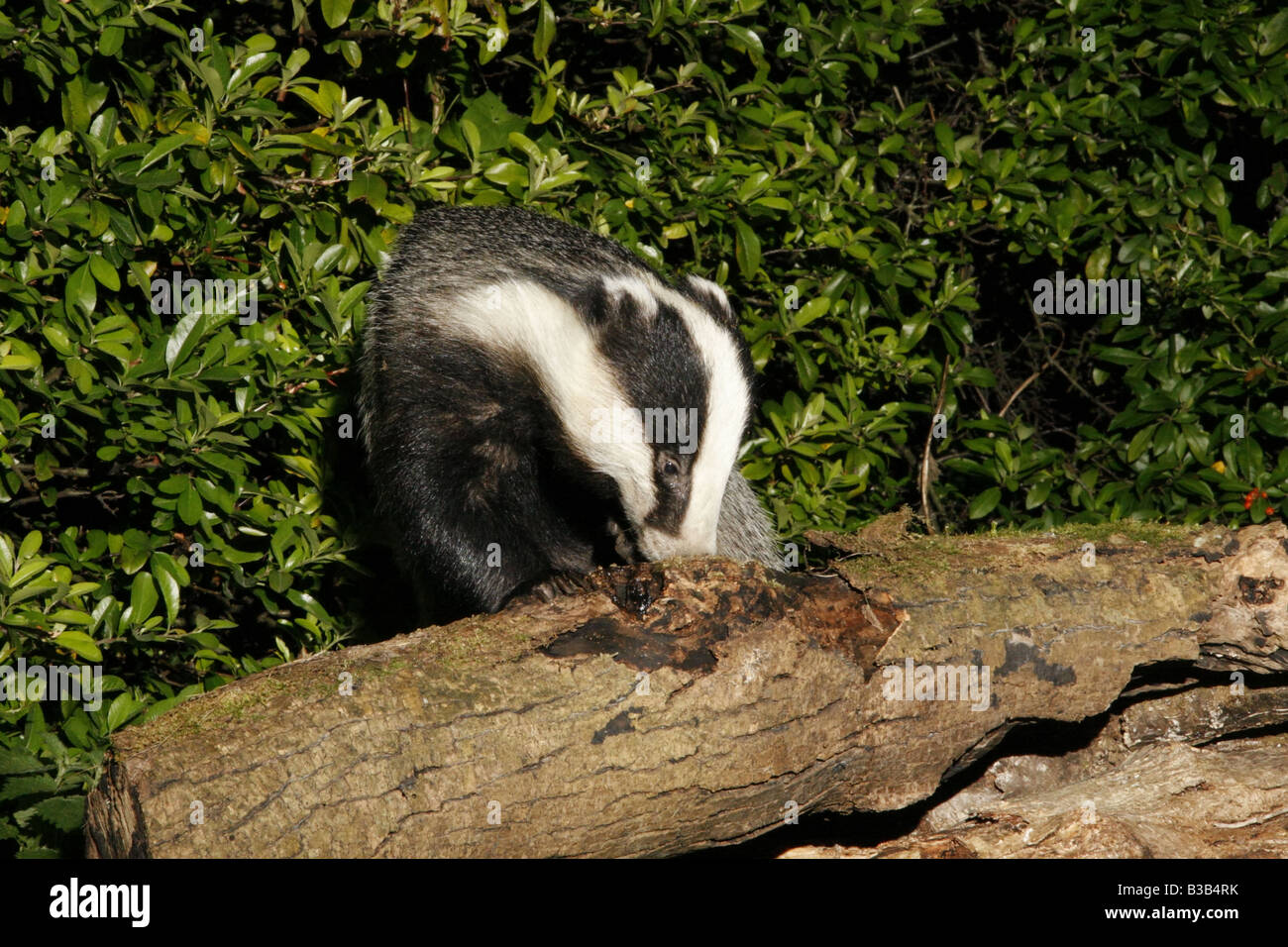Eurasian Badger, meles meles, feeding at woodpile Stock Photo