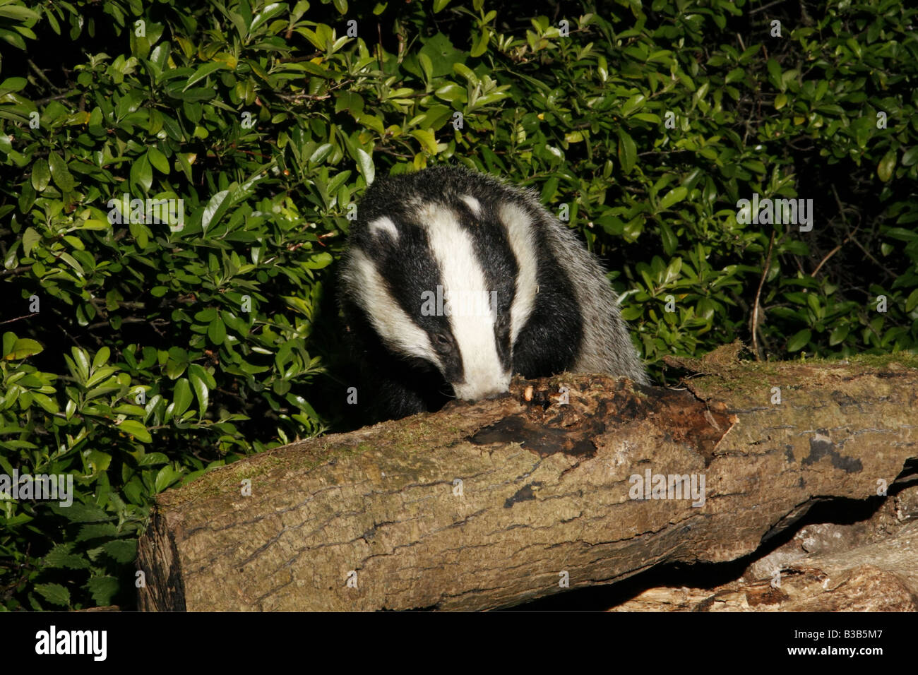 Eurasian Badger, meles meles, feeding at woodpile Stock Photo