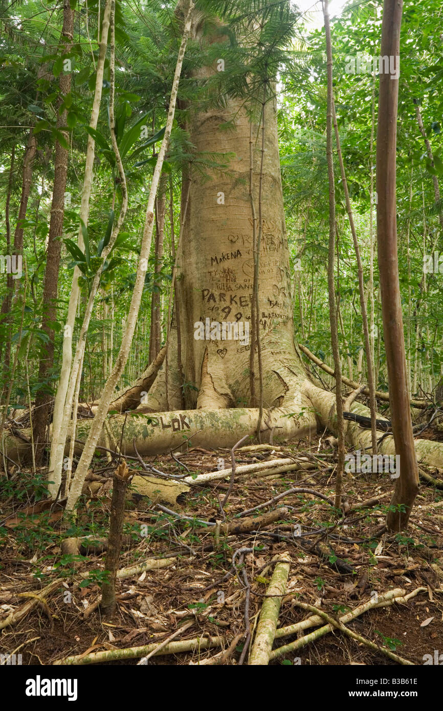 Graffiti Carved into a tree trunk on the Muliwai Trail Kohala Forest Reserve Big Island Hawaii USA Stock Photo